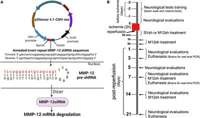 Therapeutic efficacy of matrix metalloproteinase-12 suppression on neurological recovery after ischemic stroke: Optimal treatment timing and duration